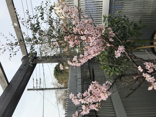 我が家の桜 写真