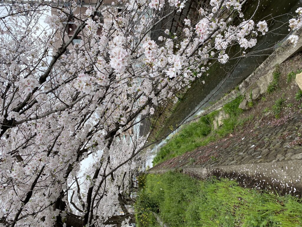 今日も桜！ 写真