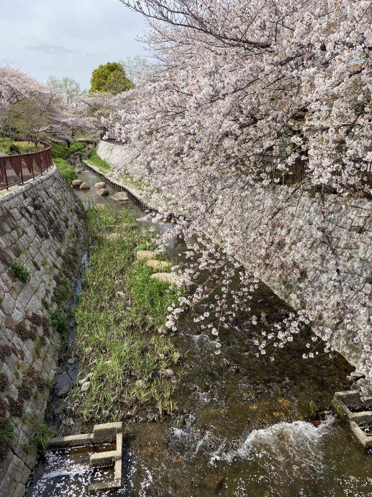 今日も桜を見て 写真