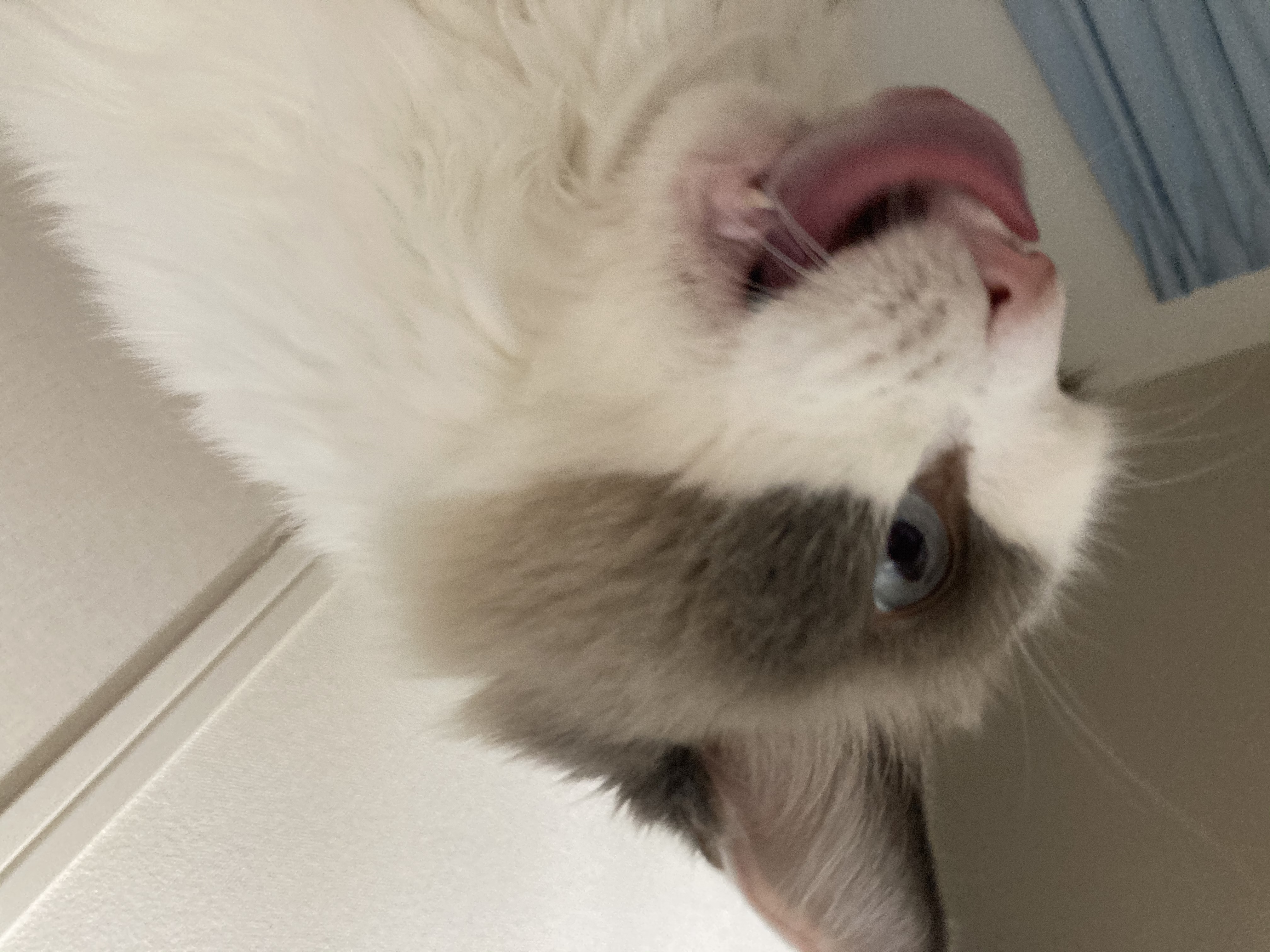 猫の舌 アイキャッチ画像