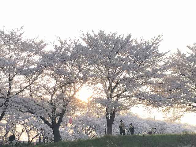 深山の桜 アイキャッチ画像