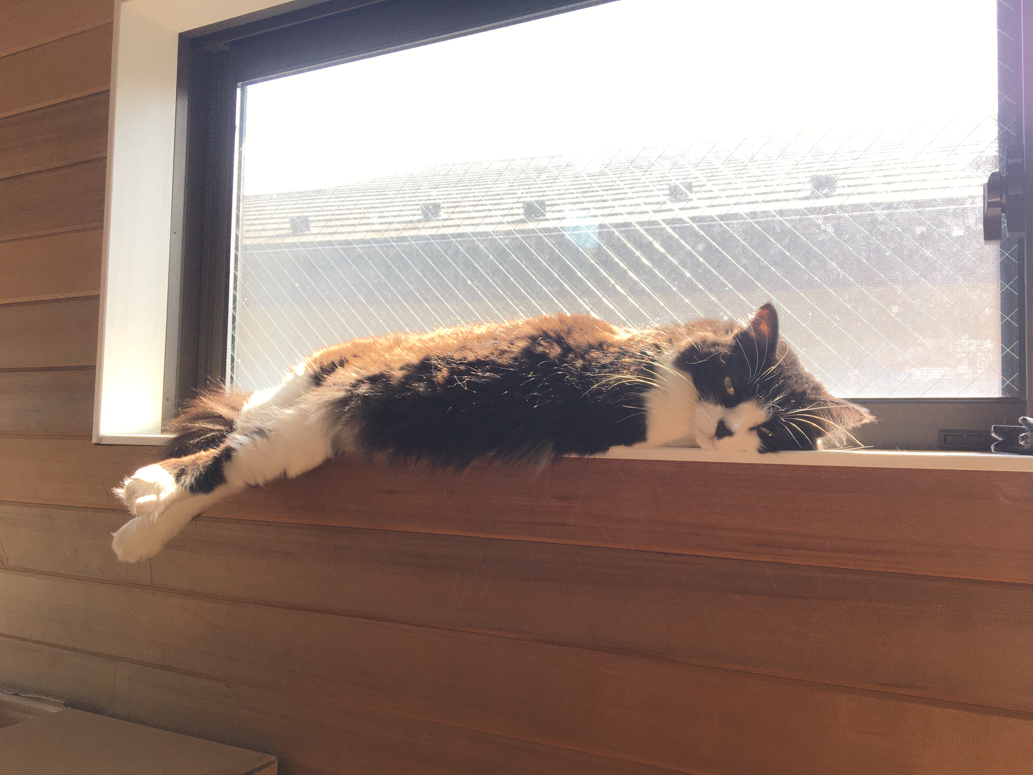 窓枠と猫 アイキャッチ画像