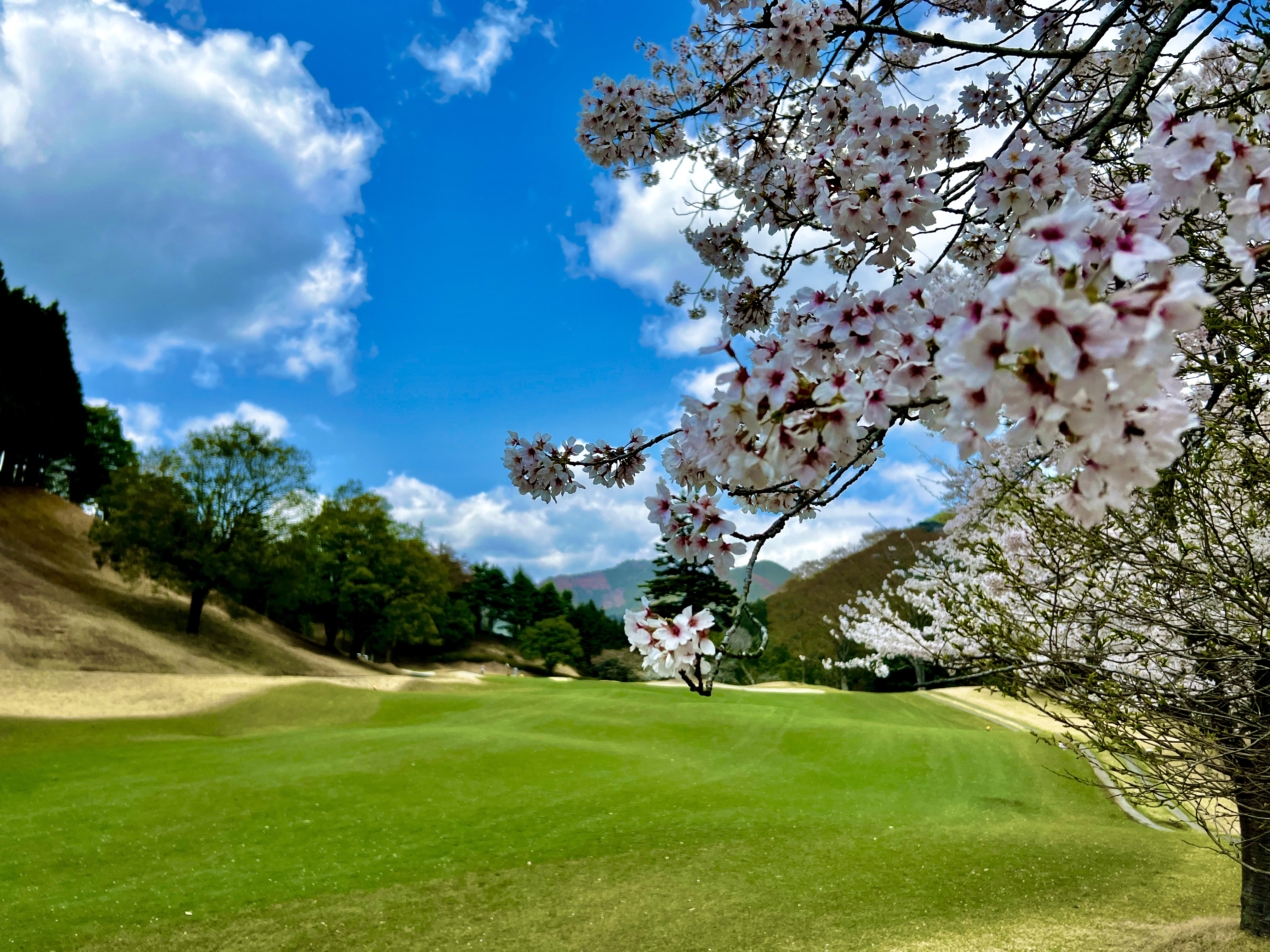 満開の桜の下で アイキャッチ画像